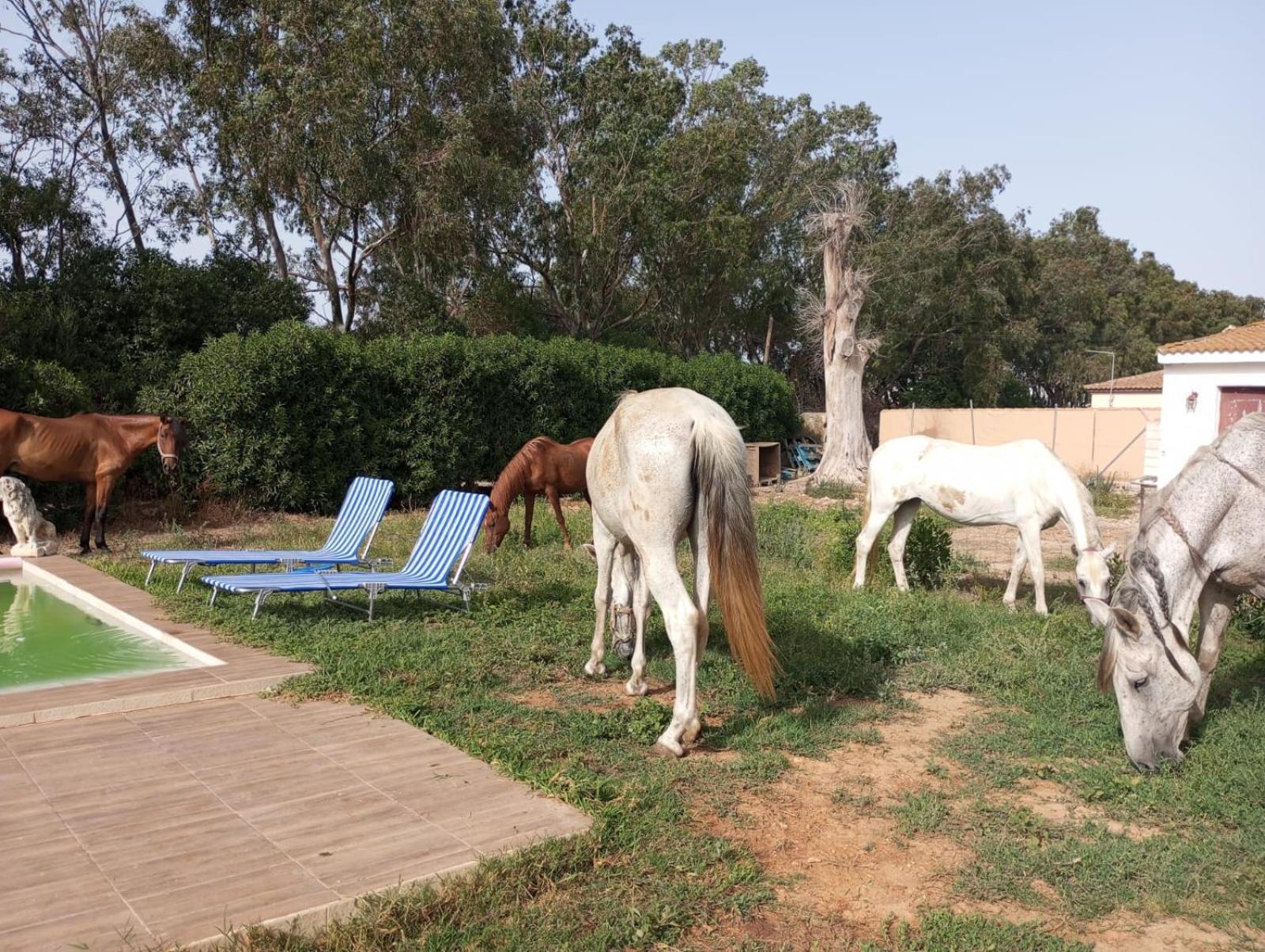 Centro Ecuestre Girasol Villa Chiclana de la Frontera Dış mekan fotoğraf